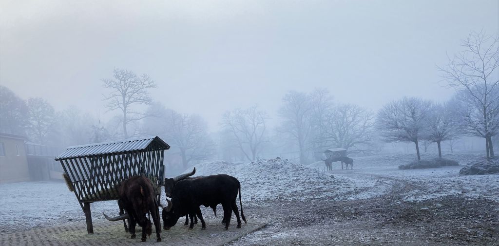 Winterliche Ruhe statt Winterruhe