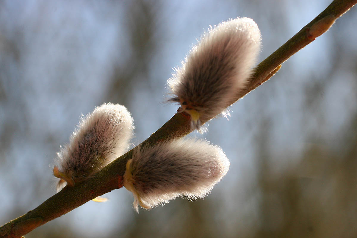 Der Frhling naht in Riesenschritten - Samstag noch einmal kalt