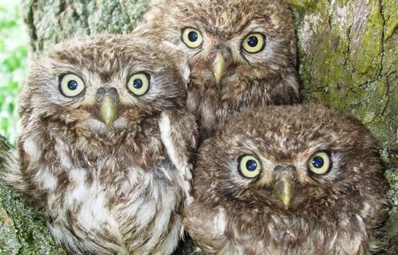 Die NABU-Regionalstelle Rhein-Westerwald weist darauf hin, dass man vermeintlich verlassene Jungvgel nicht unbedingt anfassen sollte. So hilflos, wie sie wirken, sind sie laut NABU-Pressemitteilung oft nicht. (Foto:  Marcel Weidenfeller/NABU)