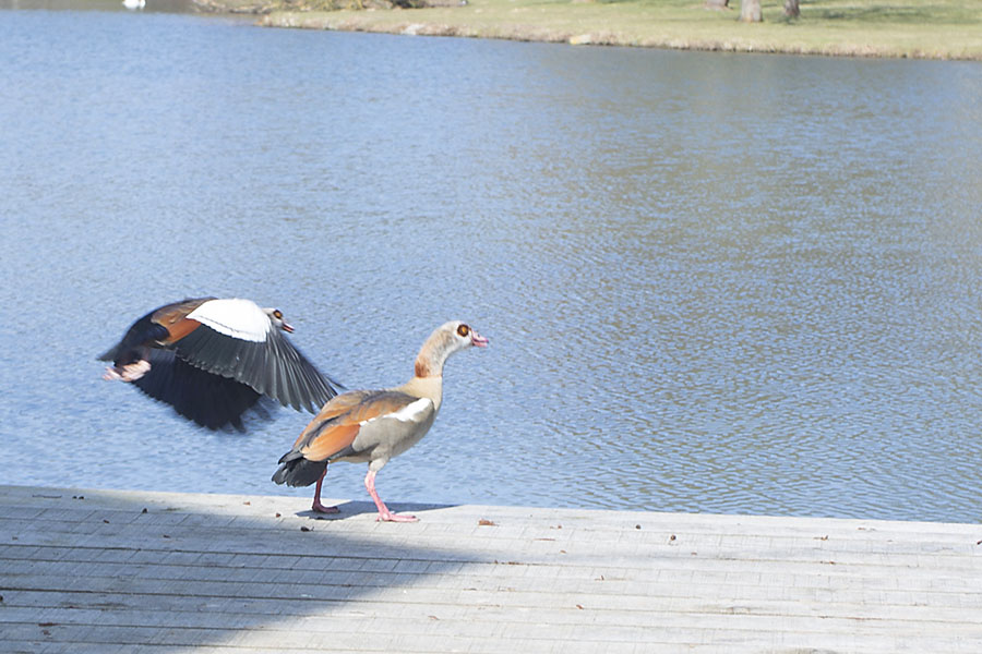 Der Urbacher Weiher wird sicherer gemacht