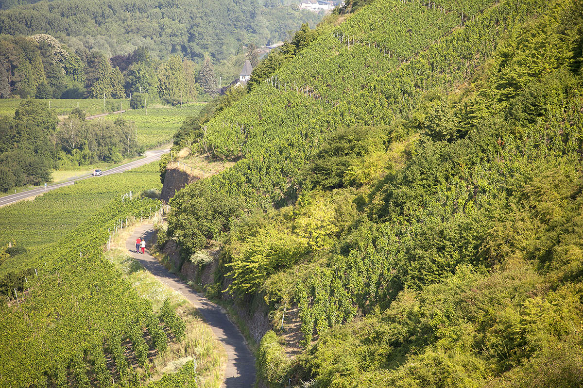 Durch die Weinberge wandern und vieles ber den Wein erfahren. Eines der Urlaubserlebnisse der Stadt Neuwied. Foto: Wolfgang Tischler