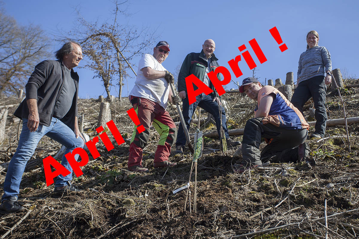 Landesforsten starten Weinbau im Westerwald war Aprilscherz