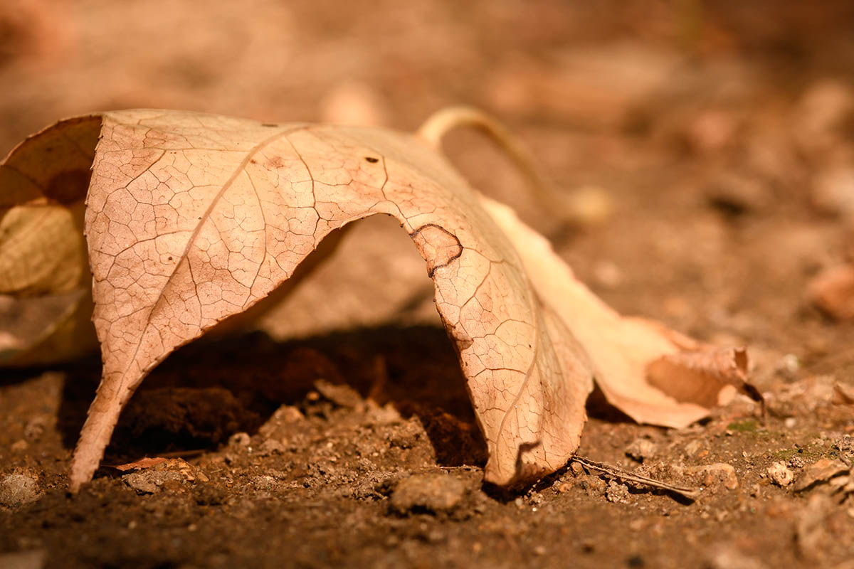 Durch die Trockenheit fallen die ersten welken Blätter zu Boden. Foto: Wolfgang Tischler