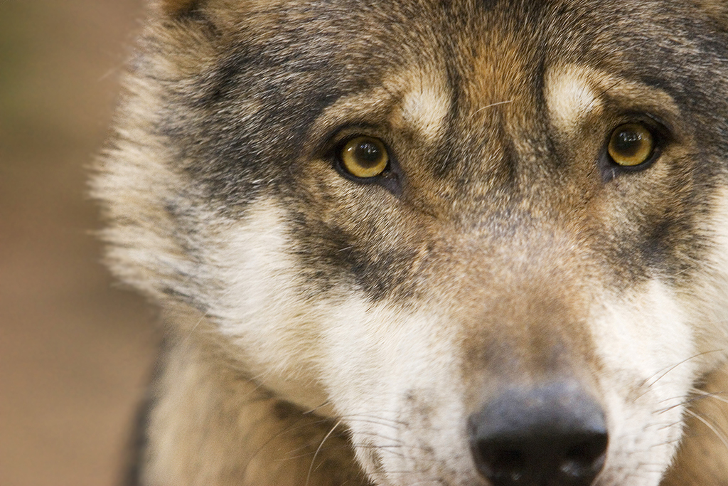 Die Freien Whler hatten nun zum "Wolfsgipfel" in den Mainzer Landtag geladen. Gemeinsam mit den Teilnehmern forderten sie dort eine angepasstes Steuerung der Wolfspopulation. (Symbolfoto: Archiv)