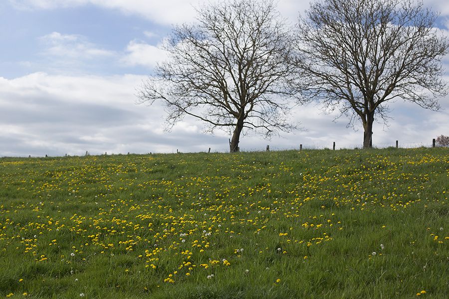 CDU Westerburg beantragt Team Camp und Haustierfriedhof