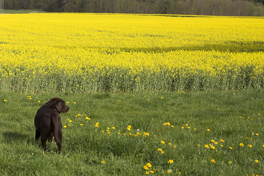 Auch Hunde knnen Heuschnupfen haben. Foto: Helmi Tischler-Venter