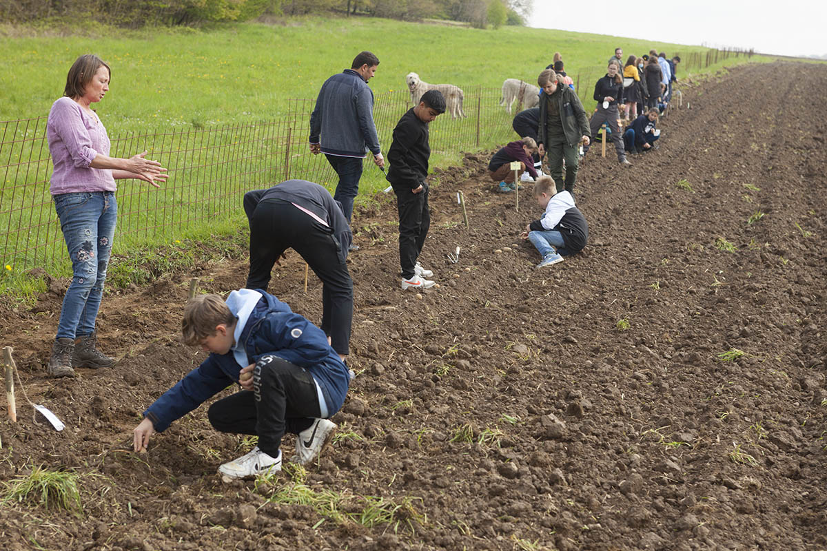 Lernort Bauernhof: Sechstklssler sen Kartoffeln, Zwiebeln, Mhren und Blumen aus