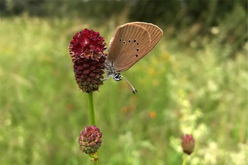 Dunkler Wiesenknopf-Ameisenbluling (Maculinea nausithous) auf einer Blte des Groen Wiesenknopfes (Sanguisorba officinalis) Bildautor: SNU/Archivfoto