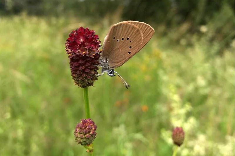 Dunkler Wiesenknopf-Ameisenbluling (Maculinea nausithous) auf einer Blte des Groen Wiesenknopfes (Sanguisorba officinalis) Bildautor: SNU