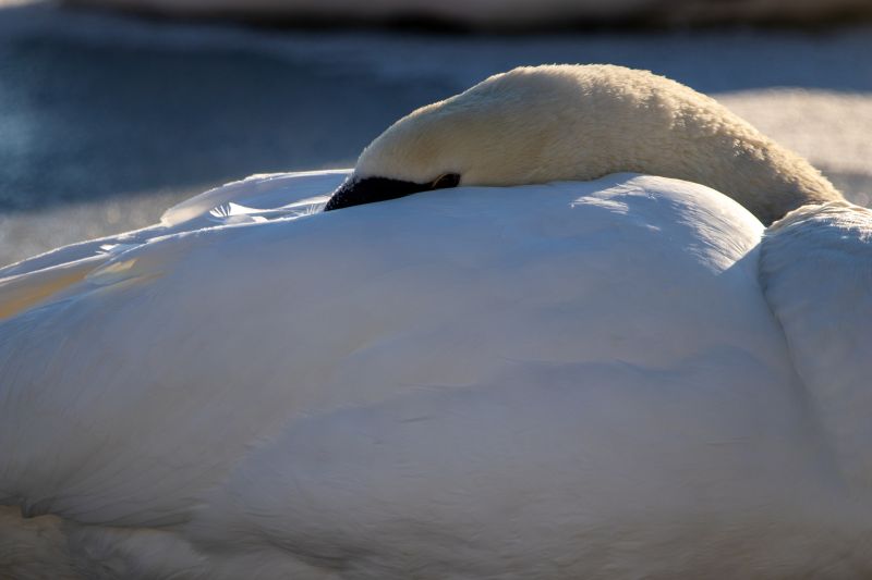 Schwan auf dem Wiesensee. Fotos: Kerstin Normann