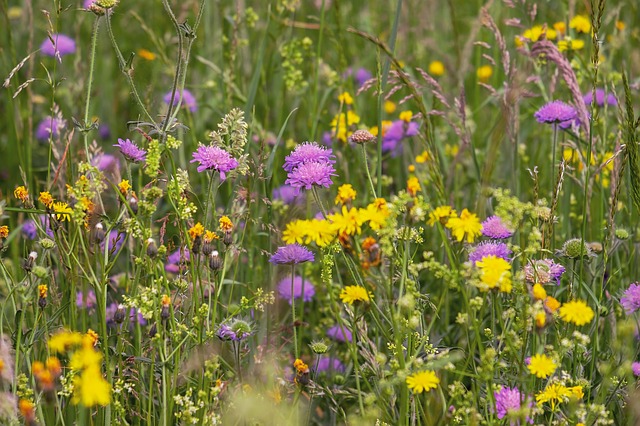 Pflege der Wildblumenwiesen und Wiesenstreifen in Bad Honnef