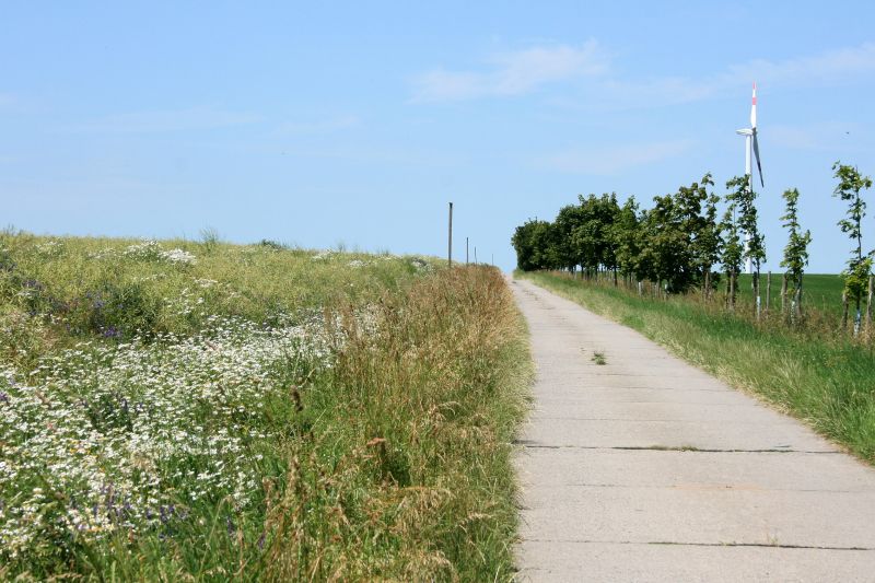 Wildblumensaum am Feldweg. Foto: Eric Neuling, NABU