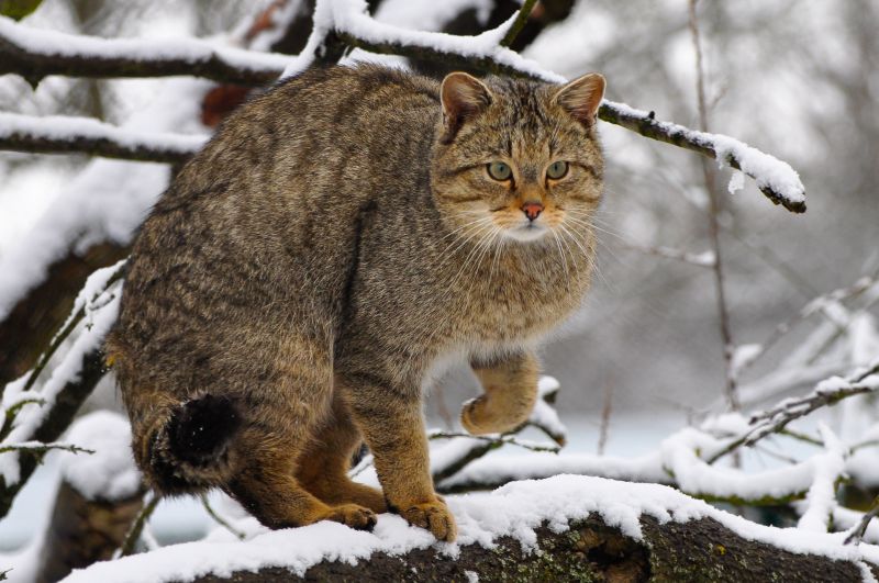 NI: Wildkatzen und ihre Lebensrume schtzen