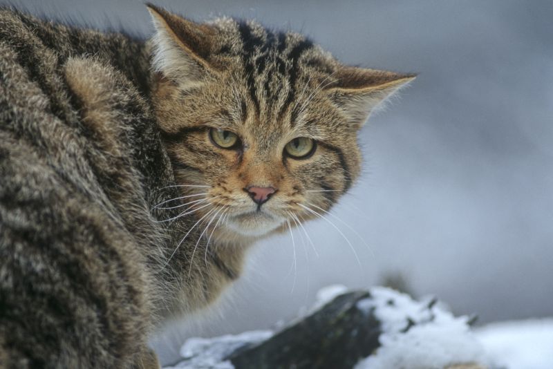 Nahaufnahme einer Wildkatze. Foto: Thomas Stephan / BUND