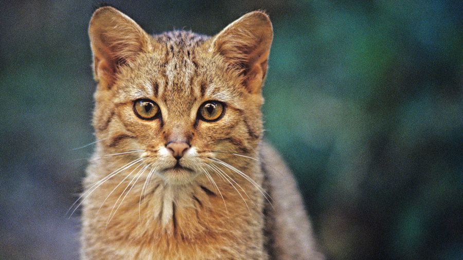 Auf den Spuren der Wildkatze in Rheinland-Pfalz 