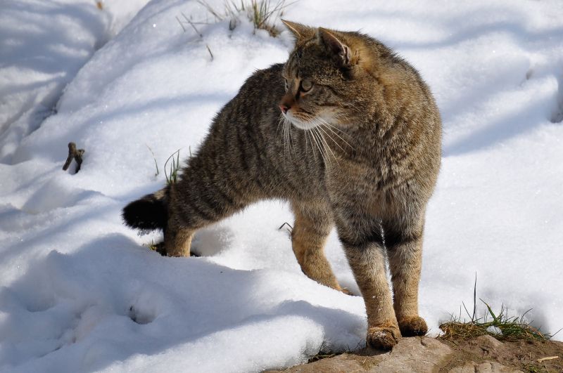 Europische Wildkatze. Foto: Harry Neumann/NI