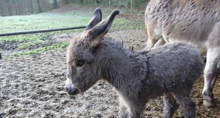 Im Wild-Freizeitpark Westerwald leben heute ber 20 heimische und ehemals heimische Tierarten. (Foto: Wildpark)