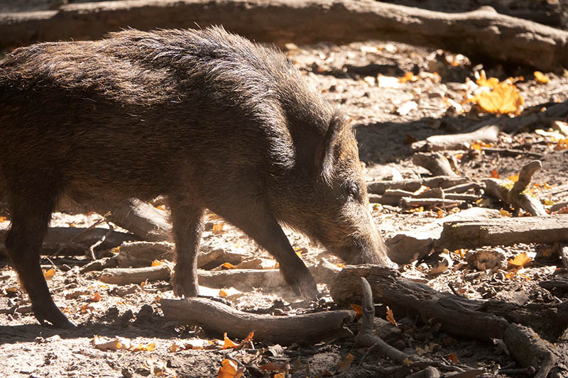 Sie werden trotz Corona bejagt. Foto: Wolfgang Tischler