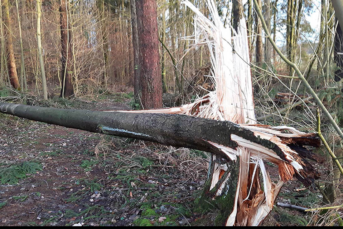 Vorsicht! Es knnen wieder Bume umfallen. Symbolfoto