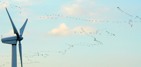 Laut Demo-Veranstalter belegen mehrere Artenschutzgutachten, dass das Wildenburger Land wegen der dort vorkommenden seltenen Vogelarten eine Tabuzone fr Windenergie ist. (Foto: Christoph Buchen)