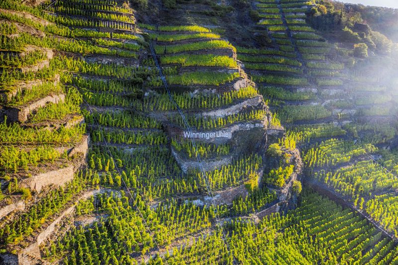 Durch die Winninger Weinberge geht es mit Querbeet im Mai zu einer Wein- und Essigverkostung. Foto: Weingut Weyh