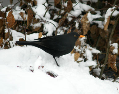 Deutlich weniger Wintervgel gezhlt