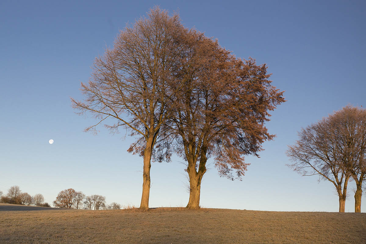 Westerwaldwetter: Grne Weihnachten