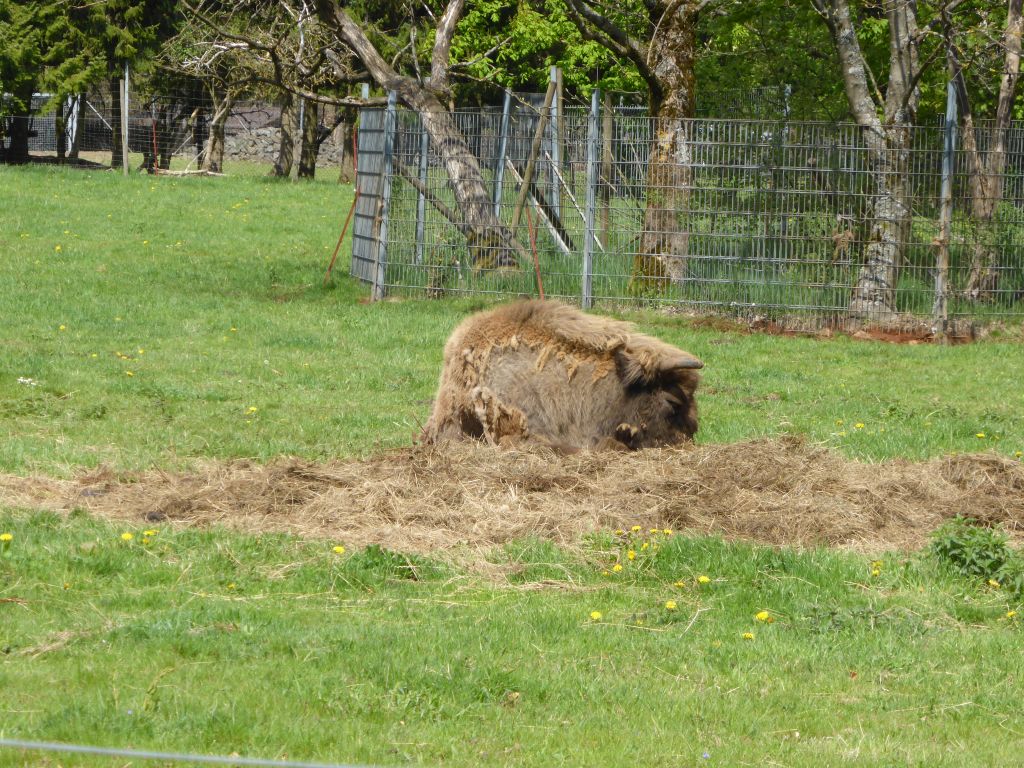 Suchbild "die Nadel im Heuhaufen". Foto: privat