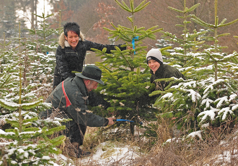 Weihnachtsbume selber schlagen macht Spa, man kauft dann auch keine Gurke im (Weihnachtsbaum)-Netz. Foto: (Landesforsten Rheinland-Pfalz, Ingrid Lamour):