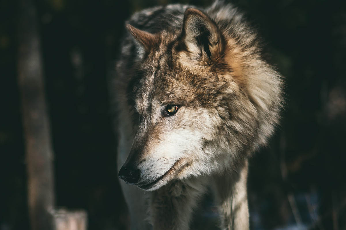 Wolfsexperte zu Gast in Monrepos Neuwied