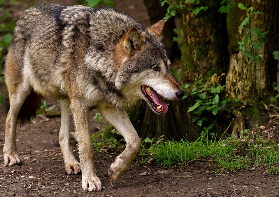 Informationsveranstaltung zum Wolf im Westerwald: Zwiespltige Resonanz und Einblicke in aktuelle Entwicklungen