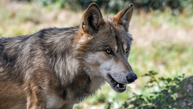 Wolfsriss an Schafen bei Daufenbach besttigt