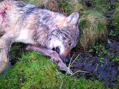 Hatte ein Wolf den Weg in den Westerwald gefunden? Noch fehlt die endgltige Besttigung der Fachbehrden. Fotos: Polizei