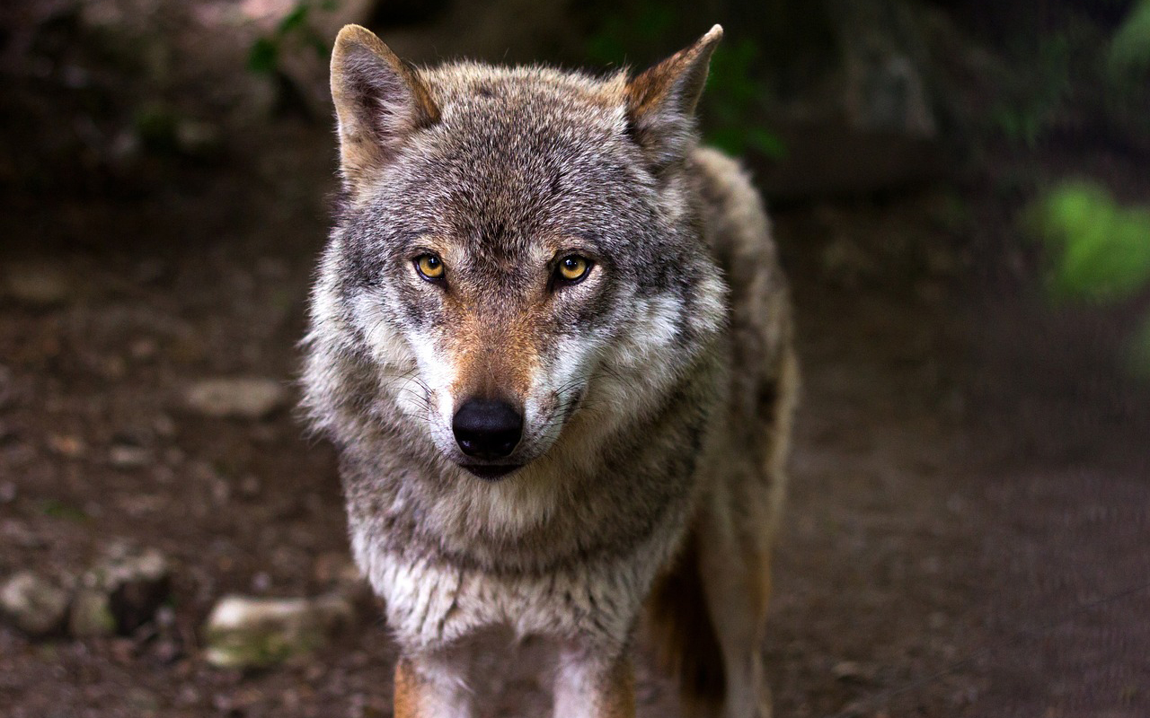 Ein Wolf hat die Schafe gerissen. (Symbolbild: Pixabay)