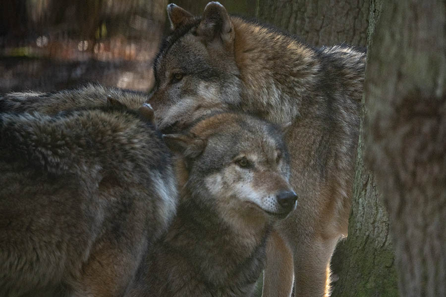 Wolfsrudel auf dem Leuscheid  eine Bereicherung fr die Natur