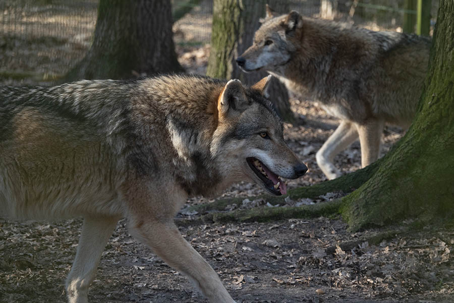 Wolf-Situation im Westerwald: Gespaltene Meinungen  Geht Gefahr von ihm aus?