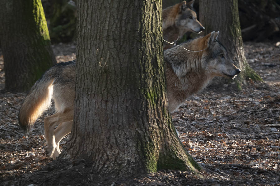 Zwei Schafe tot in Birnbach gefunden - war es ein Wolf?