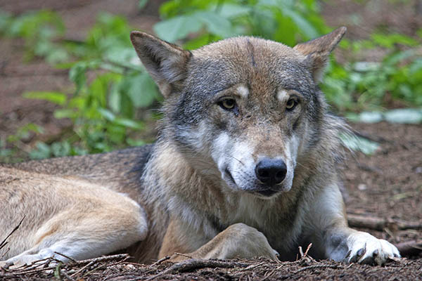 Der Nachweis ist erbracht, ein Wolf hat das Damwild in Leutesdorf gerissen. Foto: Wolfgang Tischler