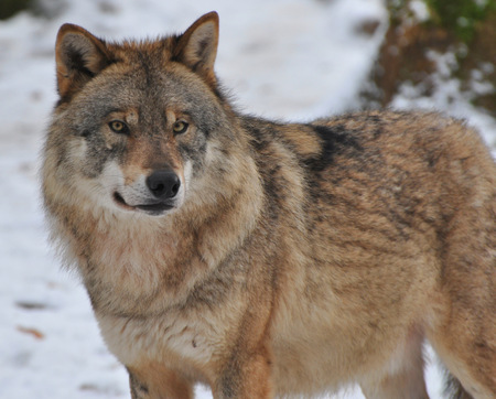 Die Rckkehr des Wolfes ist ein Gewinn fr die biologische Vielfalt und das gesamte kosystem. Daher heien wir den Wolf willkommen und freuen uns, dass im Kreis Neuwied bereits zwei Exemplare nachgewiesen werden konnten, heit es von der Naturschutzinitiative e. V. (NI)dem Verein fr Naturforschung und Landespflege, Pollichia e. V. (Foto: Harry Neumann/NI)