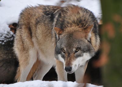 Der BUND hat kein Verstndnis fr das Taktieren des vermeintlichen Schtzen und begrt die konsequente Haltung der Staatsanwaltschaft im Westerwlder Wolfsprozess. (Foto: Harry Neumann)