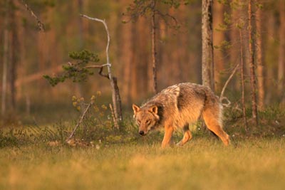 Es geht um die Nachbarschaft von Wolf und Mensch am 16. November. Foto: Markus Mauthe/BUND