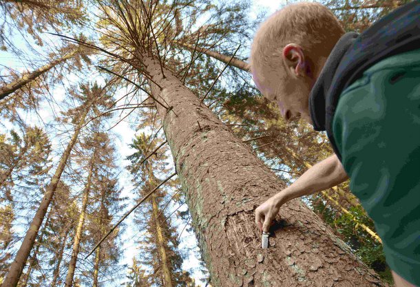 Der Wald leidet dramatisch: Kreiswaldbauverein lud zur Begehung ein 