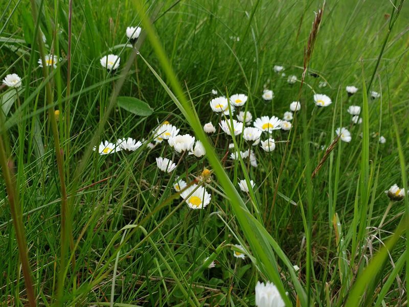 Achtung: Derzeit lauern Zecken in Gras, Laub, Struchern und im Unterholz. Foto: Unfallkasse Rheinland-Pfalz 