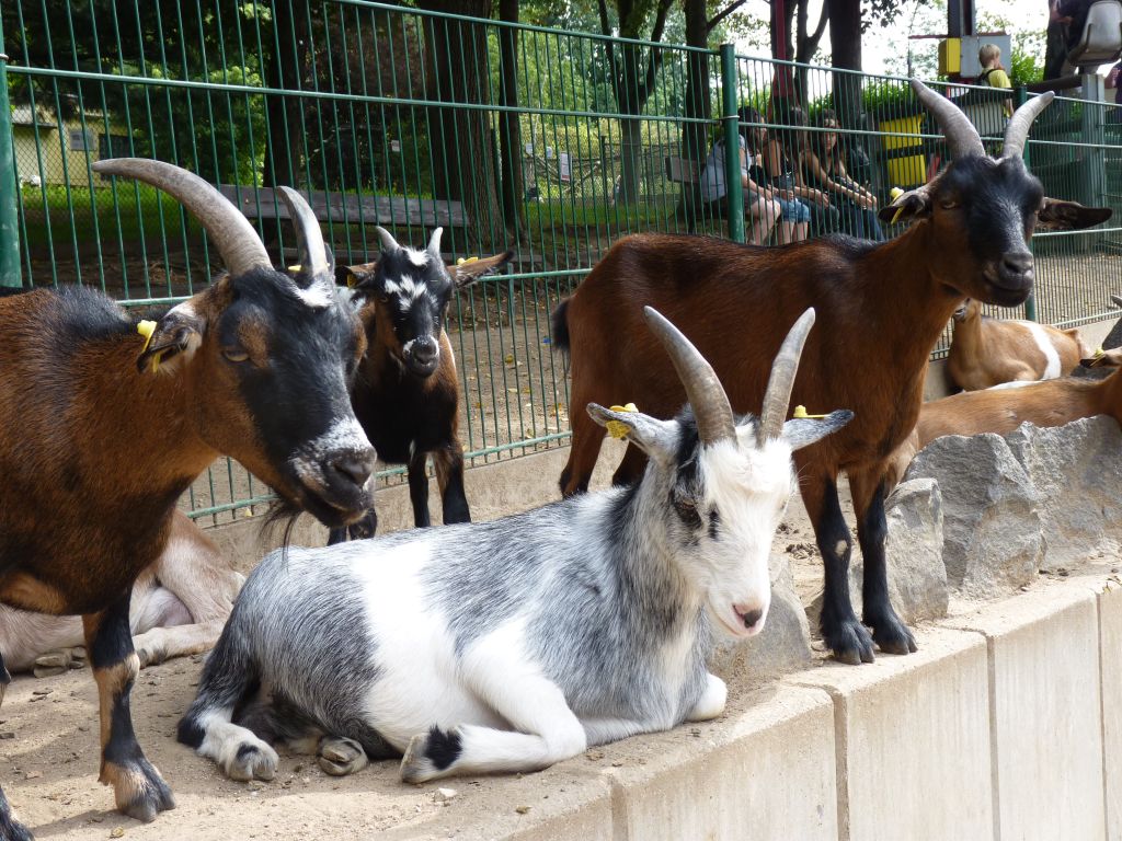 Haben die Zootiere die Besucher vermisst?