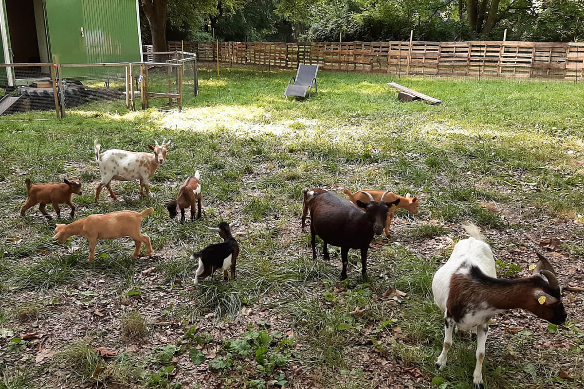 Sie sind die neueste Attraktion im Brgerpark. Foto: privat