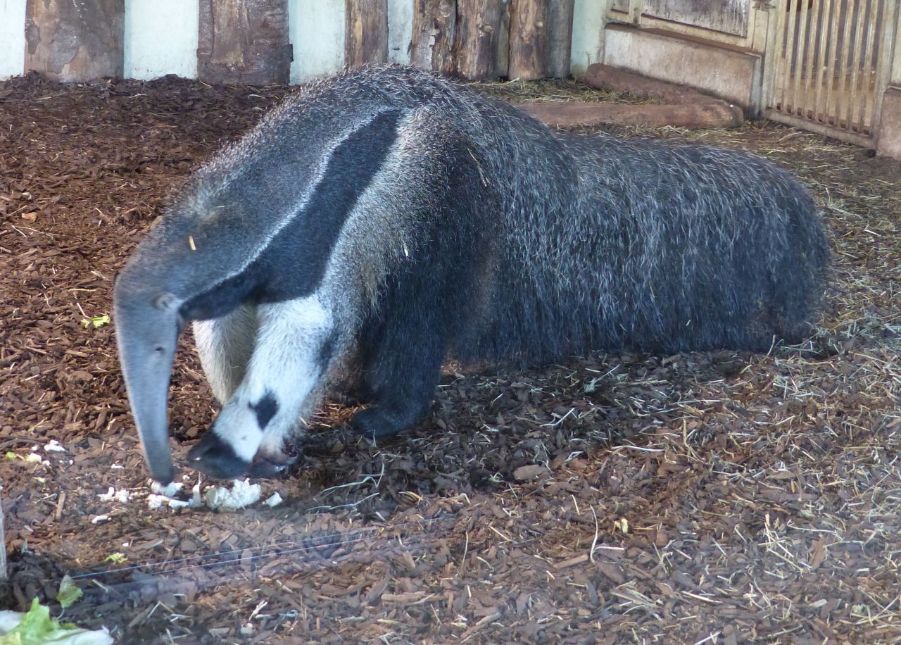 Australien trifft Sdamerika  Im Zoo Neuwied