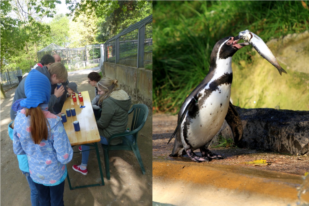 Egal ob das Familienfest oder der Pinguin-Aktionstag - der Zoo Neuwied freut sich, wieder Veranstaltungen mit vielen Gsten durchfhren zu knnen. (Fotos: privat)
