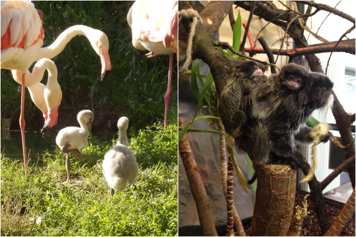 Wie ziehen die verschiedenen Tierarten ihre Jungen auf oder wer betreut diese? Diese und viele weitere Fragen werden bei dem Kinderwagen-Rundgang beantwortet. (Fotos: privat)