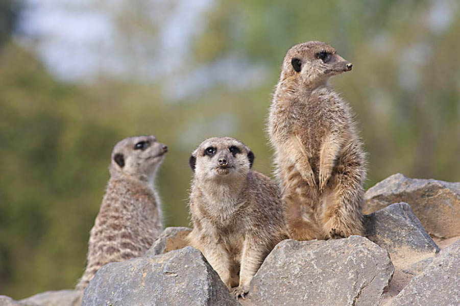 Sie werden vergeblich nach Besucher ausschau halten. Foto: Wolfgang Tischler