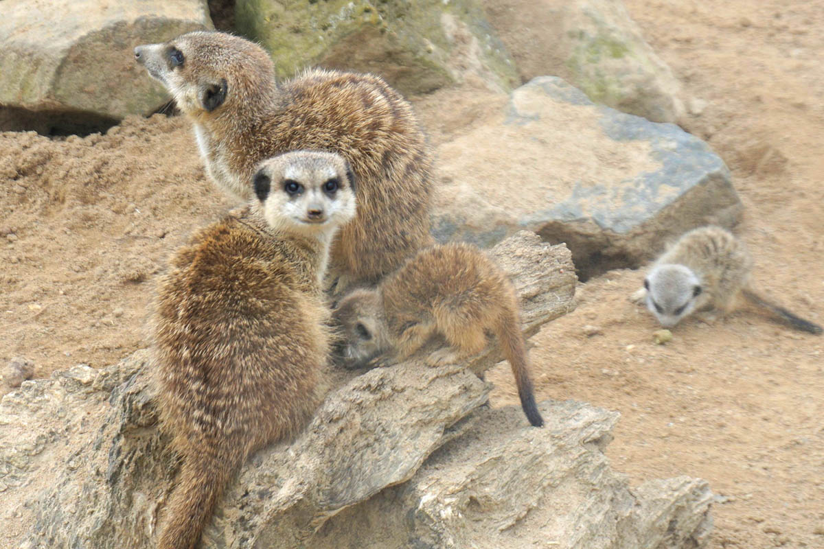 Nachwuchs bei den Erdmnnchen im Zoo Neuwied